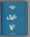 Schizonema Dillwynii, Anna Atkins  British, Cyanotype