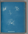 Schizonema helminthosum, Anna Atkins  British, Cyanotype