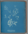 Exillaria crystallinum parasitic, Anna Atkins  British, Cyanotype