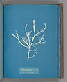 Fucus æruginosus Turner. "Med. Sea Sisbon" New to Britain., Anna Atkins British, Cyanotype