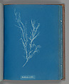 Dichloria viridis, Anna Atkins British, Cyanotype