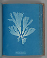 Dictyota atomaria, Anna Atkins British, Cyanotype