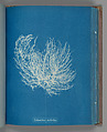 Ectocarpus distantus, Anna Atkins British, Cyanotype