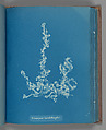 Ectocarpus Landsburghii, Anna Atkins British, Cyanotype