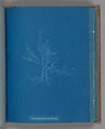 Gloisiphonia capillaris, Anna Atkins  British, Cyanotype