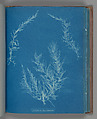 Delesseria hypoglassum, Anna Atkins  British, Cyanotype