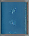 Nitophyllum versicolor, Anna Atkins  British, Cyanotype