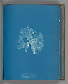 Rhodomenia bifida, var. latifolia, Anna Atkins British, Cyanotype