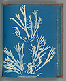 Rhodomenia Polycarpa, Anna Atkins  British, Cyanotype