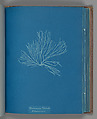 Rhodomenia Palmata ß Sarniensis, Anna Atkins British, Cyanotype