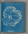 Chylocladia ovalis, Anna Atkins  British, Cyanotype