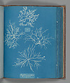 Gigartina acicularis, a in fine fruit, Anna Atkins  British, Cyanotype
