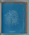 Gelidium corneum, var. pinnatum, Anna Atkins  British, Cyanotype