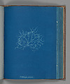Grateloupia filicina, Anna Atkins  British, Cyanotype
