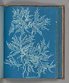Ptilota plumosa, Anna Atkins  British, Cyanotype