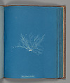 Polysiphonia fibrata, Anna Atkins  British, Cyanotype