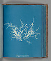 Polysiphonia byssoides, Anna Atkins  British, Cyanotype
