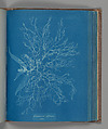 Ceramium rubrum, var., Anna Atkins  British, Cyanotype