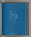 Griffithsia corallina, Anna Atkins  British, Cyanotype
