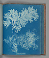 Conferva gracilis, Anna Atkins  British, Cyanotype