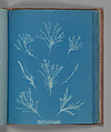 Corallina elongata, Anna Atkins  British, Cyanotype