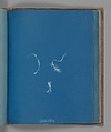Jania rubens, Anna Atkins  British, Cyanotype