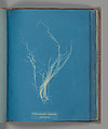 Enteromorphia compressa, ß prolifera, Anna Atkins  British, Cyanotype