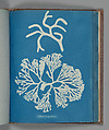 Codium tomentosum, Anna Atkins British, Cyanotype