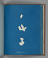 Codium adhærenus, Anna Atkins  British, Cyanotype