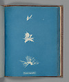 Bryopsis hypnoides, Anna Atkins  British, Cyanotype
