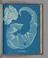 Porphyra laciniata, Anna Atkins  British, Cyanotype