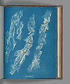 Ulva bullosa, Anna Atkins British, Cyanotype