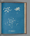 Ulva crispa, A. Ulva furfuracea, B. Ulva calophylla, C., Anna Atkins British, Cyanotype