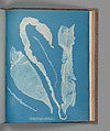Enteromorpha intestinalis, Anna Atkins British, Cyanotype
