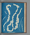 Enteromorpha intestinalis ß, Anna Atkins British, Cyanotype
