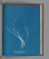 Enteromorpha compressa, ß prolifera, Anna Atkins  British, Cyanotype