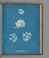 Schizonema Grevillii, Anna Atkins British, Cyanotype