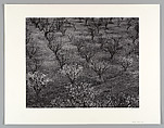 Orchard near Stanford, California, Ansel Easton Adams American, Gelatin silver print