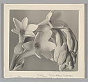 Tuberose, Imogen Cunningham  American, Gelatin silver print