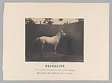 Pascaline, Adrien Tournachon French, Salted paper print or albumen print