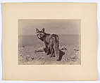[Fox], Ottomar Anschütz  German, Albumen silver print from glass negative
