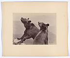 [Two Bears], Ottomar Anschütz  German, Albumen silver print from glass negative