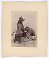 [Two Bears], Ottomar Anschütz  German, Albumen silver print from glass negative
