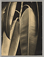 Rubber Plant, Aenne Biermann German, Gelatin silver print