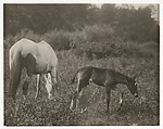 [Two Horses], Lewis Hine  American, Gelatin silver print