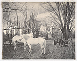 Landscape with Horses, John Chislett  American, Platinum print