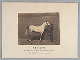 Absalon, Adrien Tournachon French, Salted paper print or albumen print