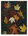 Maple Leaves and Pine Needles, Tamworth, New Hampshire, Eliot Porter  American, Dye transfer print