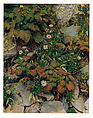 Asters and Raspberries, Oak Island, Maine, Eliot Porter  American, Dye transfer print