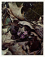 Hepaticas, Near Sheffield, Massachusetts, Eliot Porter  American, Dye transfer print